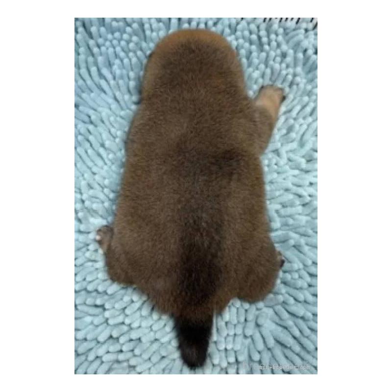 販売中の福島県の豆柴-444814の2枚目