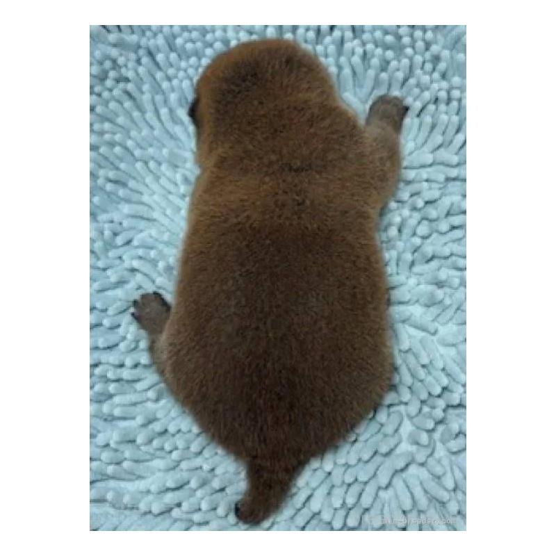 販売中の福島県の豆柴-444815の5枚目