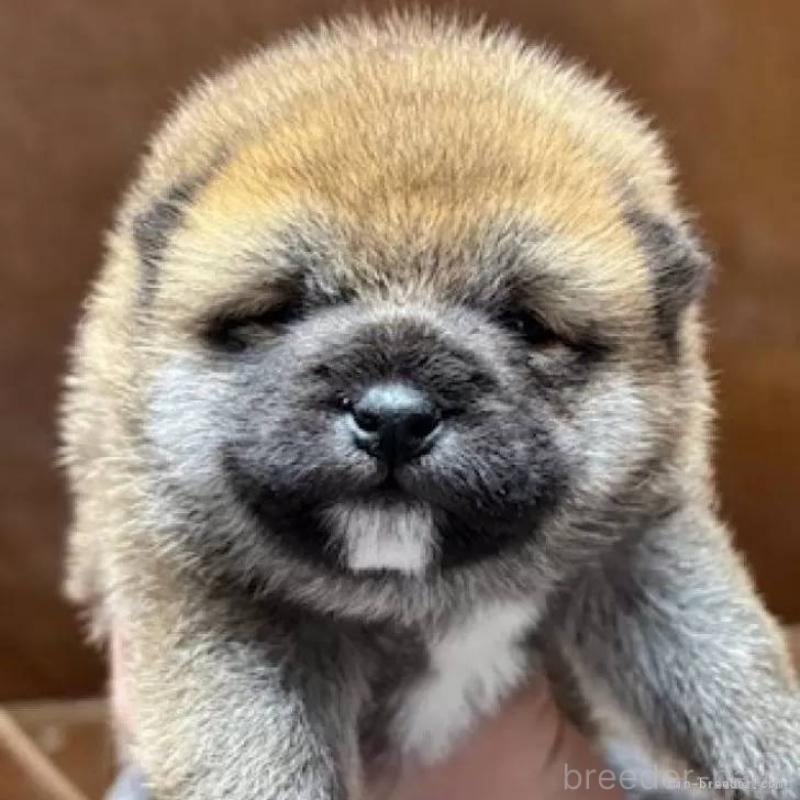 販売中の福島県の豆柴-444815