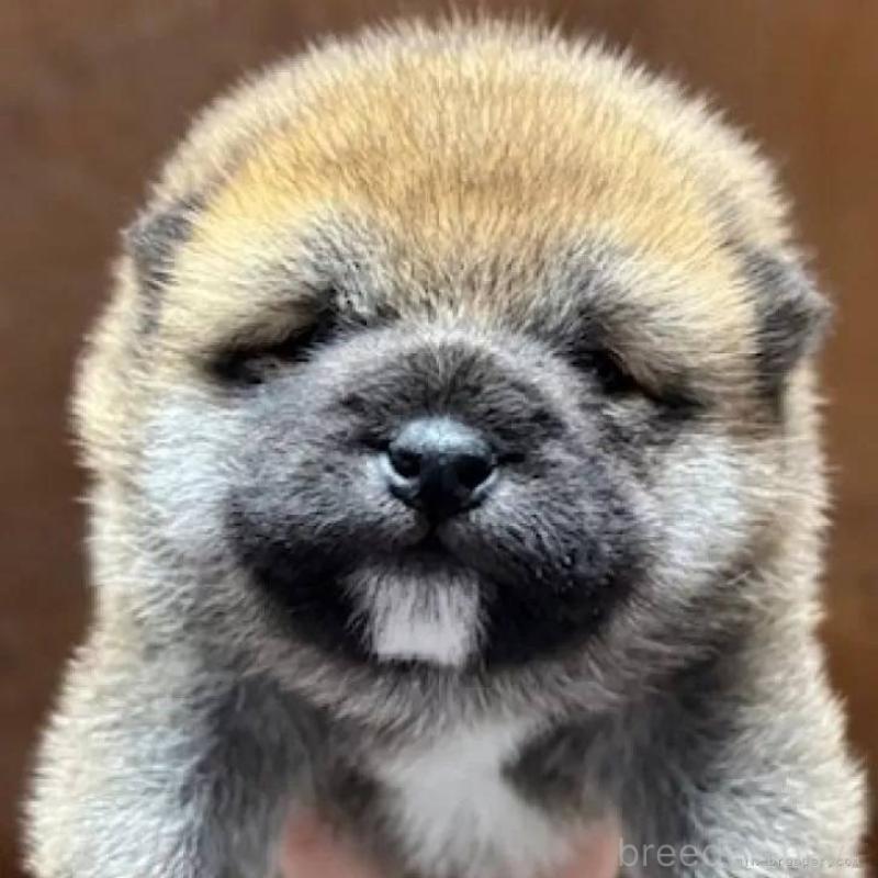 販売中の福島県の豆柴-444815の3枚目