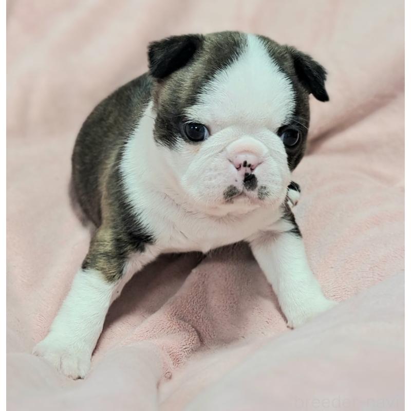 販売中の茨城県のボストンテリア-444816の6枚目