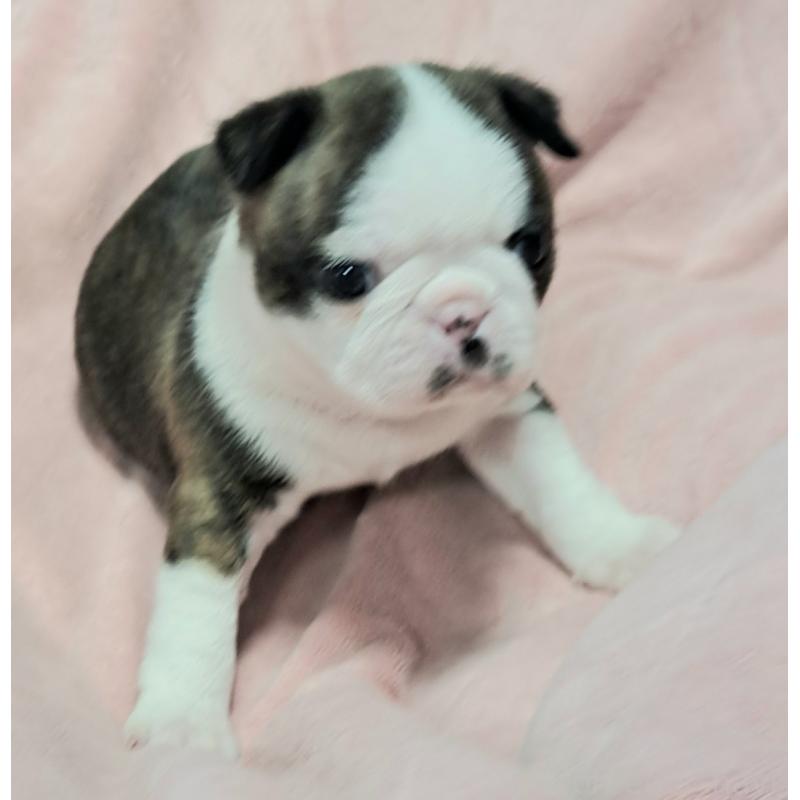 販売中の茨城県のボストンテリア-444816の5枚目