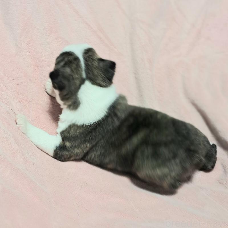 販売中の茨城県のボストンテリア-444816の4枚目