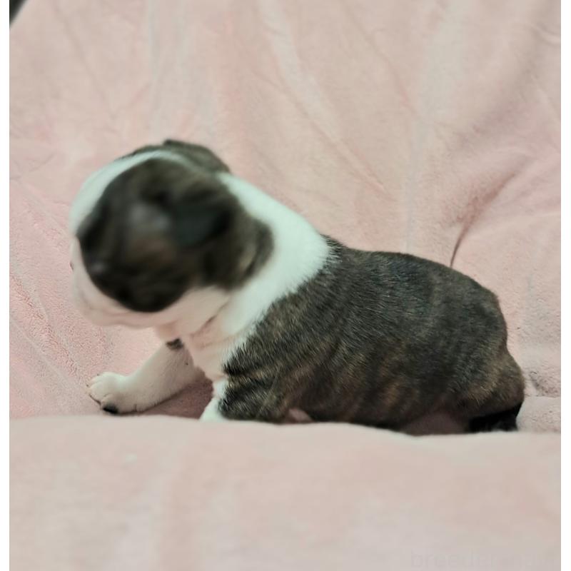 販売中の茨城県のボストンテリア-444816の3枚目