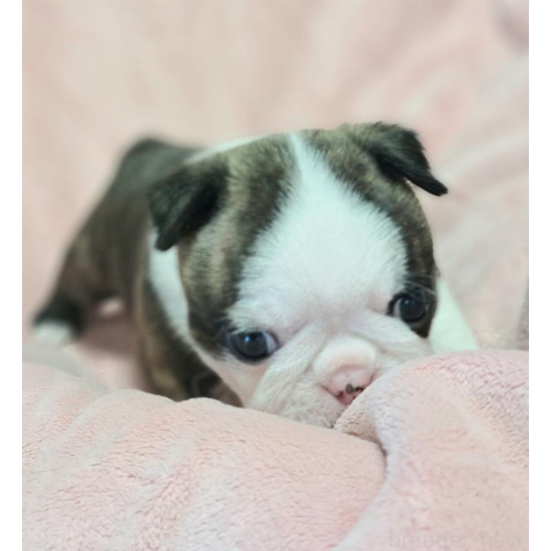 販売中の茨城県のボストンテリア-444816の2枚目