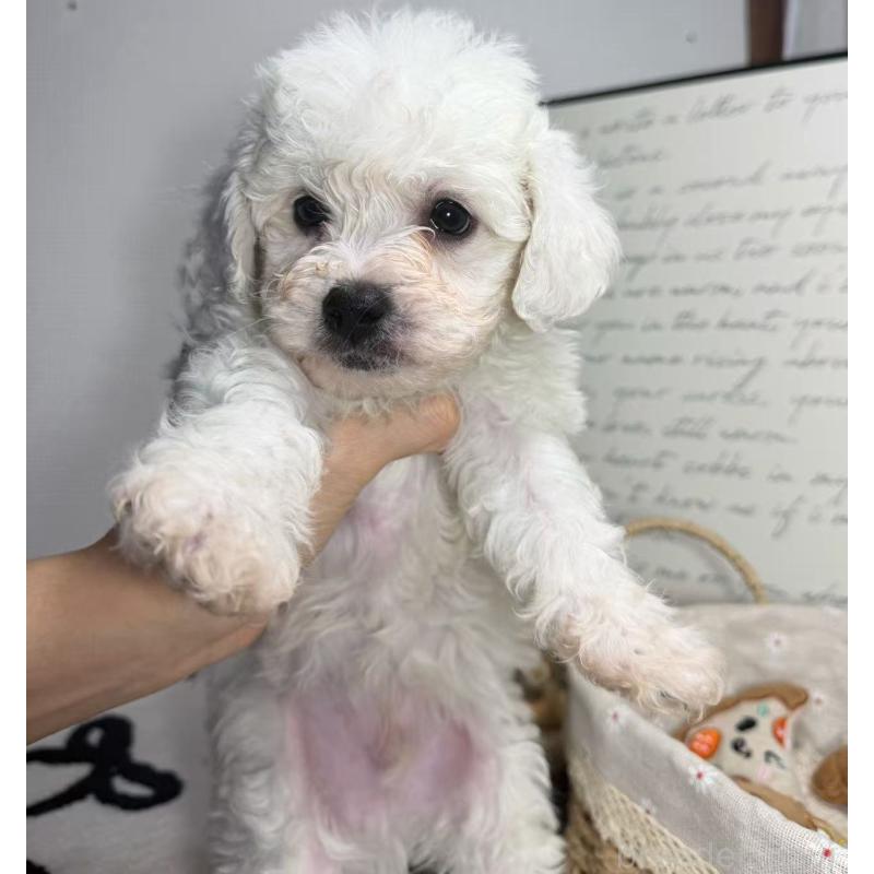 販売中の埼玉県のビションフリーゼ-445016の4枚目