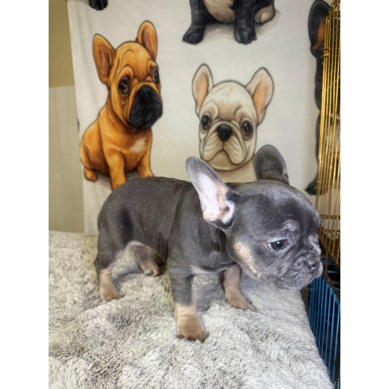 販売中の奈良県のフレンチブルドッグ-445017の9枚目
