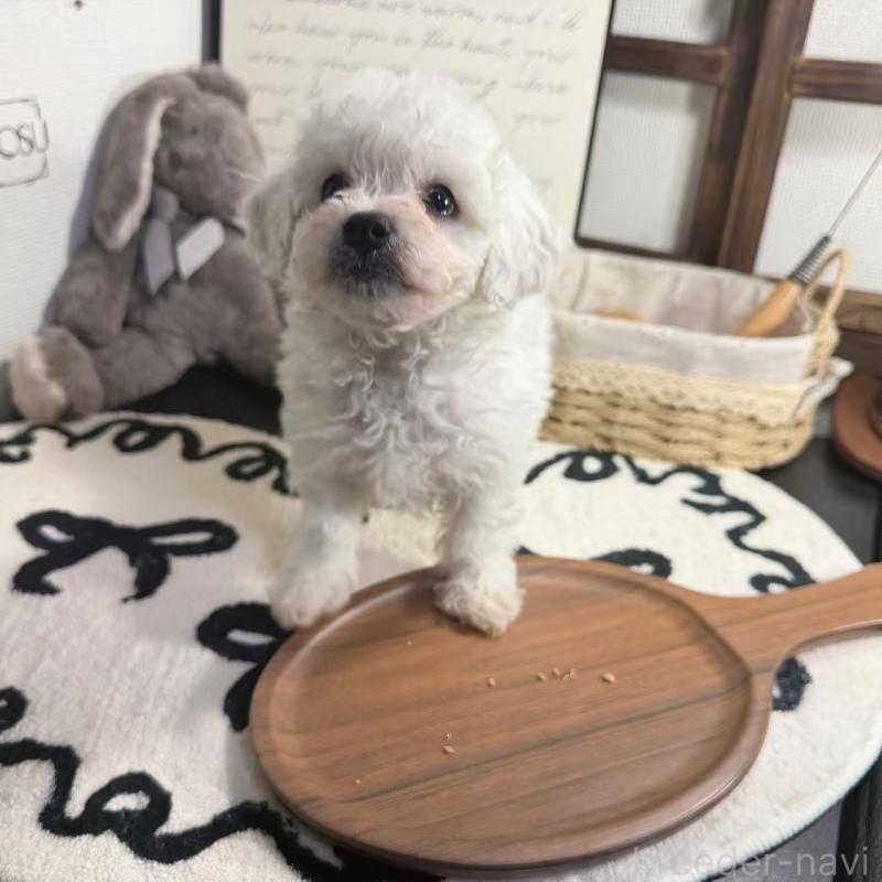 販売中の埼玉県のビションフリーゼ-445016の2枚目