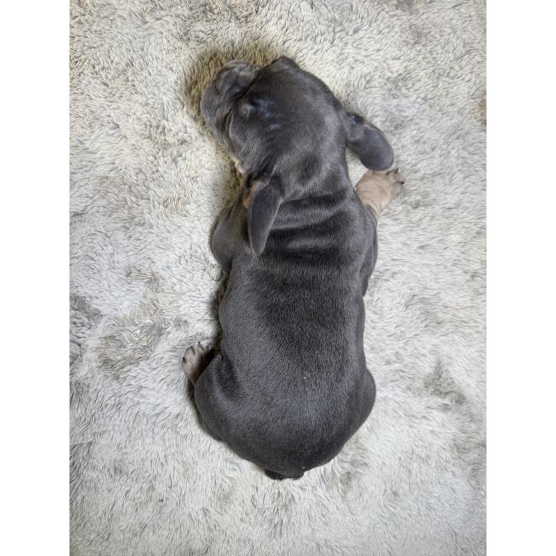 販売中の奈良県のフレンチブルドッグ-445017の7枚目