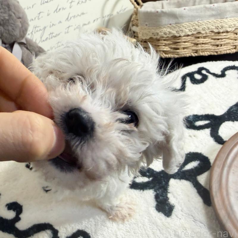 販売中の埼玉県のミックス犬-445019の6枚目