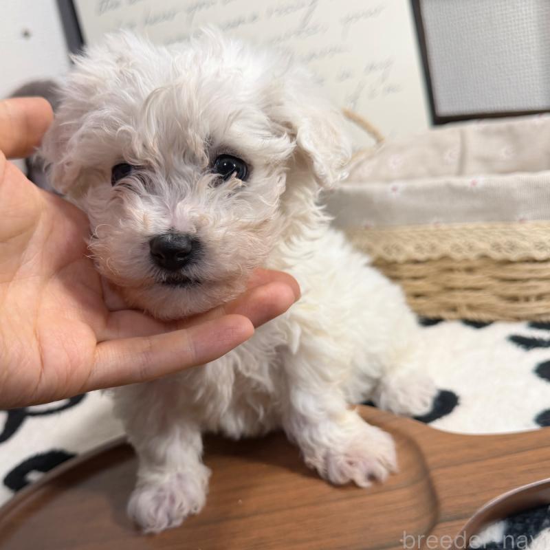 販売中の埼玉県のミックス犬-445019の5枚目