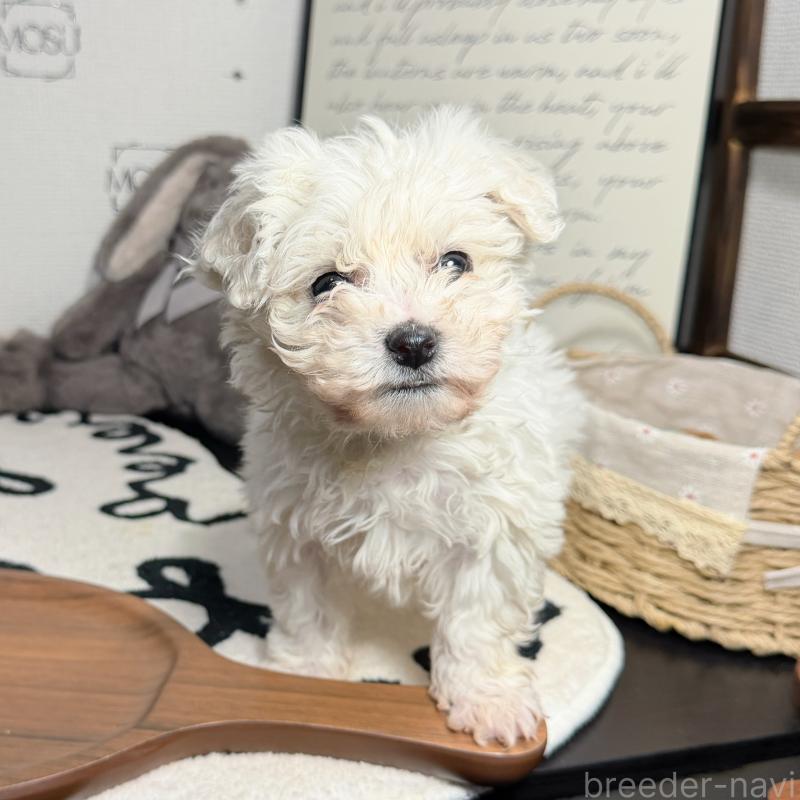 販売中の埼玉県のミックス犬-445019の4枚目