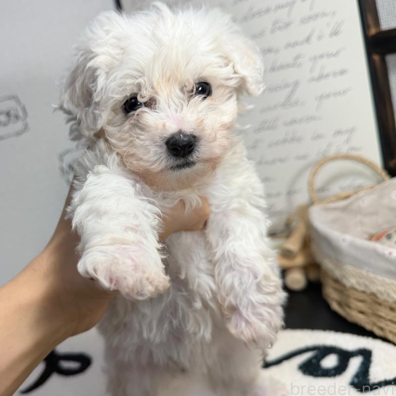 販売中の埼玉県のミックス犬-445019の3枚目