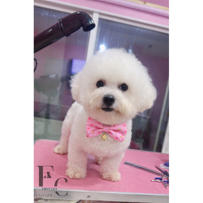 販売中の栃木県のビションフリーゼ-368070