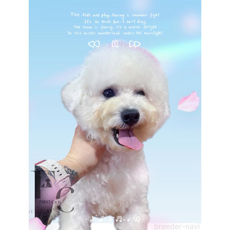 販売中の栃木県のビションフリーゼ-396053