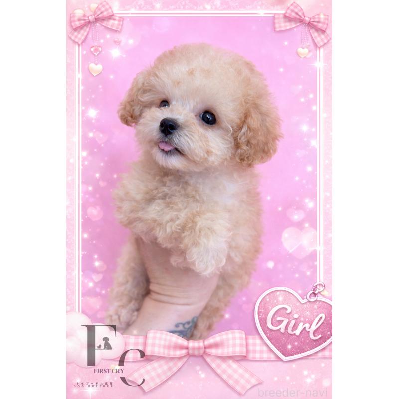 販売中の栃木県のティーカッププードル-437786の2枚目