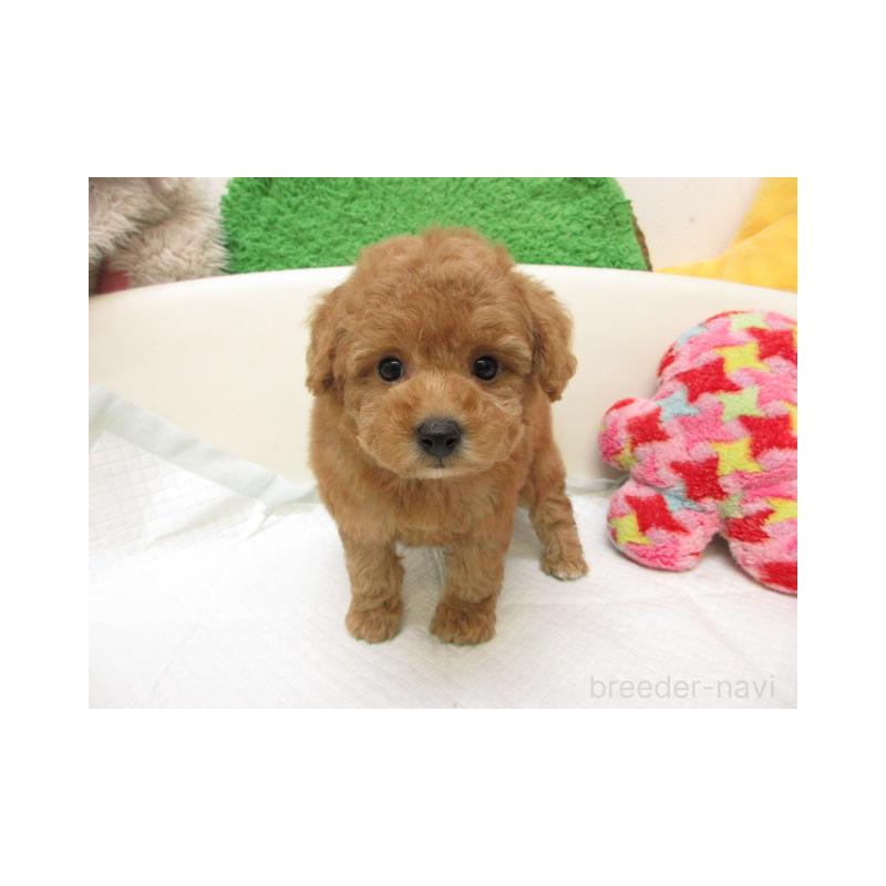 販売中の大阪府のトイプードル-445045の1枚目