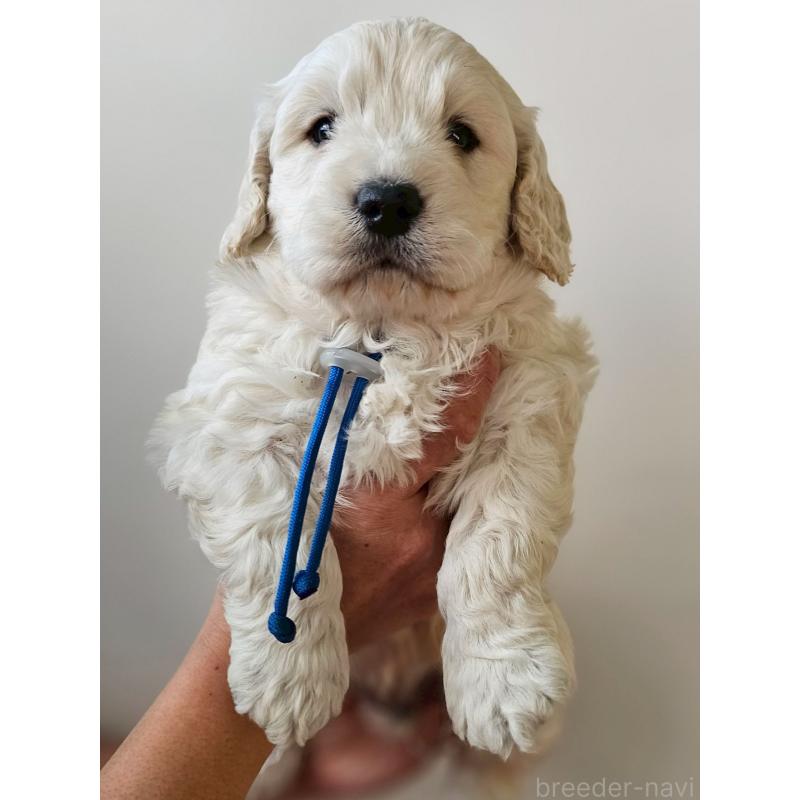 販売中の長野県のゴールデンドゥードル:ゴールデンレトリーバー×プードル-442302