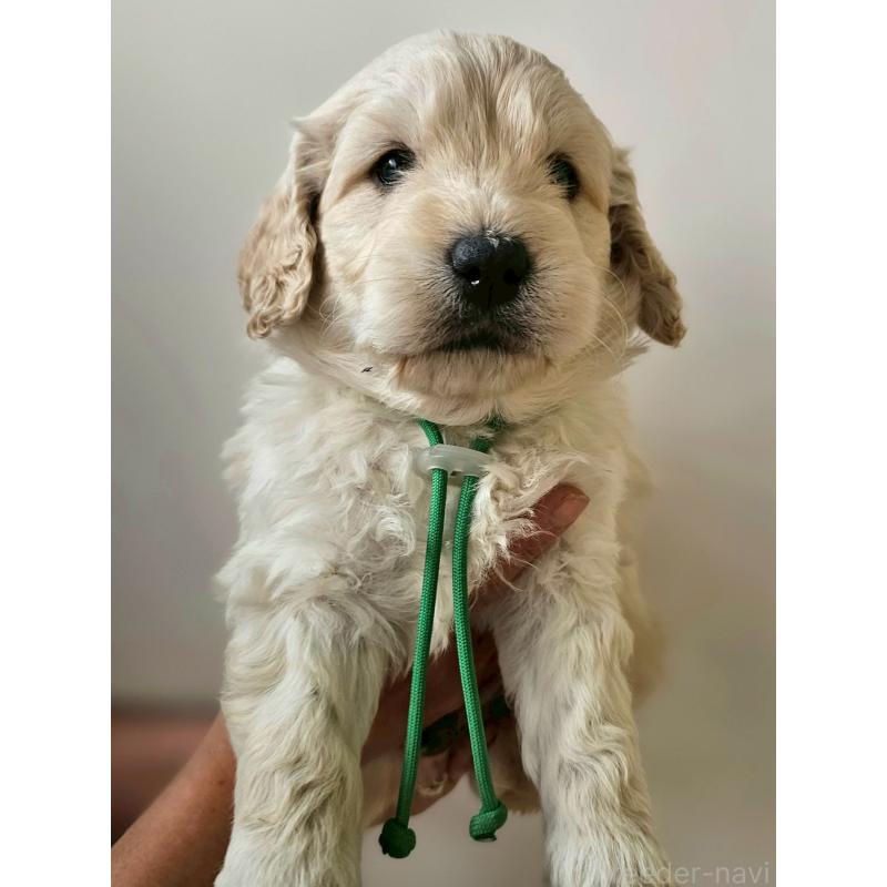 販売中の長野県のゴールデンドゥードル:ゴールデンレトリーバー×プードル-442301