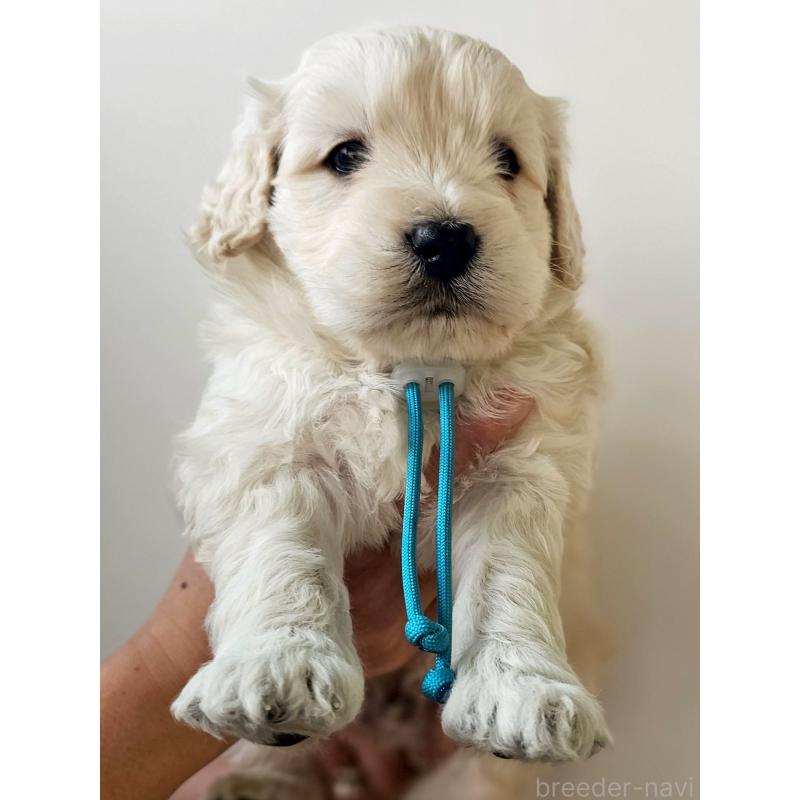 販売中の長野県のゴールデンドゥードル:ゴールデンレトリーバー×プードル-442300