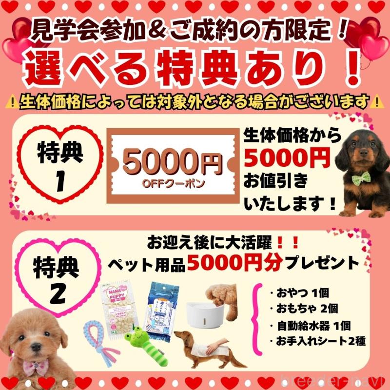 成約済の静岡県のチワワ(ロングコート)-439040の3枚目