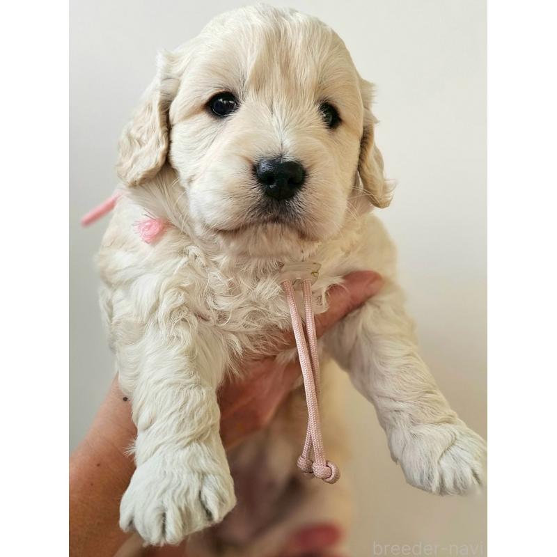 商談中の長野県のゴールデンドゥードル:ゴールデンレトリーバー×プードル-442303