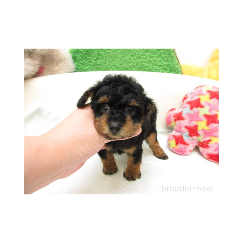 販売中の大阪府のトイプードル-445047の2枚目