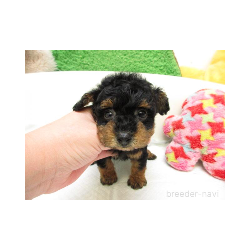 販売中の大阪府のトイプードル-445047