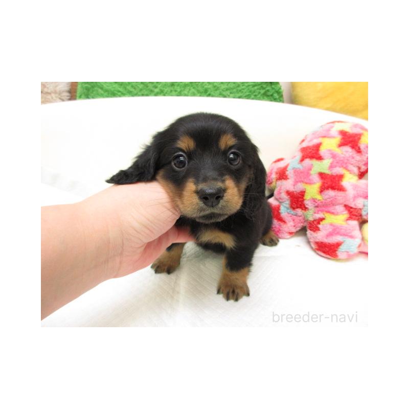 販売中の大阪府のミニチュアダックスフンド(ロングヘアード)-445048の2枚目