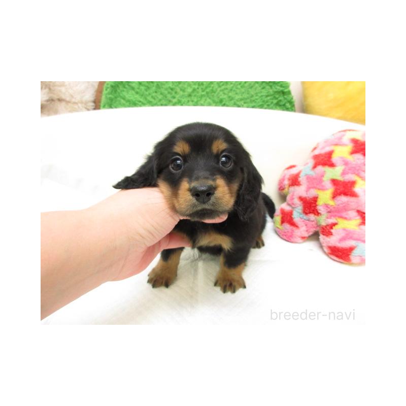 販売中の大阪府のミニチュアダックスフンド(ロングヘアード)-445048の1枚目