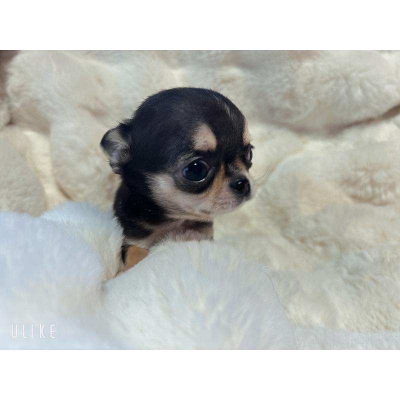 販売中の和歌山県のチワワ(スムースコート)-445049の9枚目