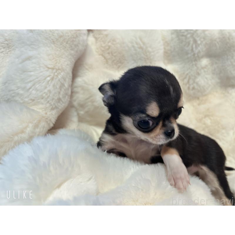 販売中の和歌山県のチワワ(スムースコート)-445049の8枚目