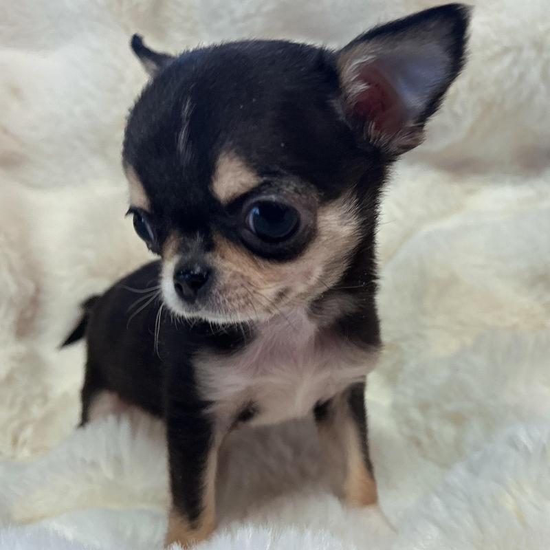 販売中の和歌山県のチワワ(スムースコート)-445049の7枚目