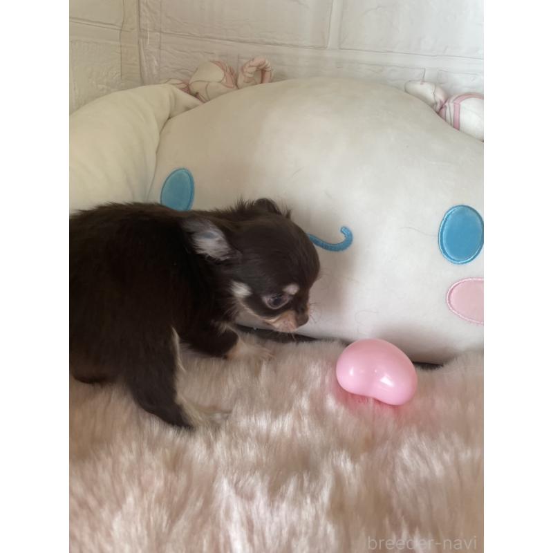 販売中の群馬県のチワワ(ロングコート)-445050の5枚目