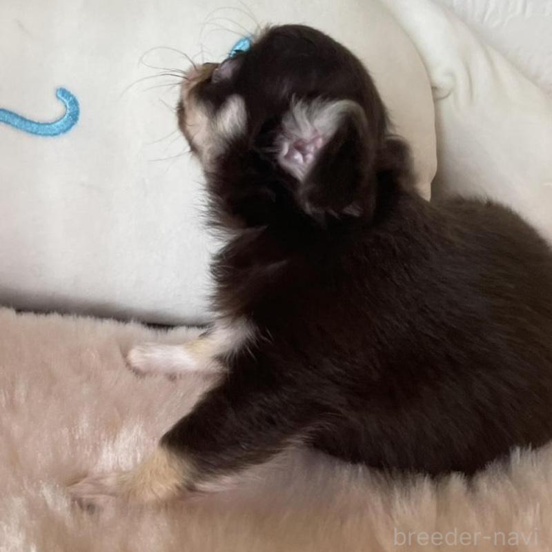 販売中の群馬県のチワワ(ロングコート)-445050の4枚目