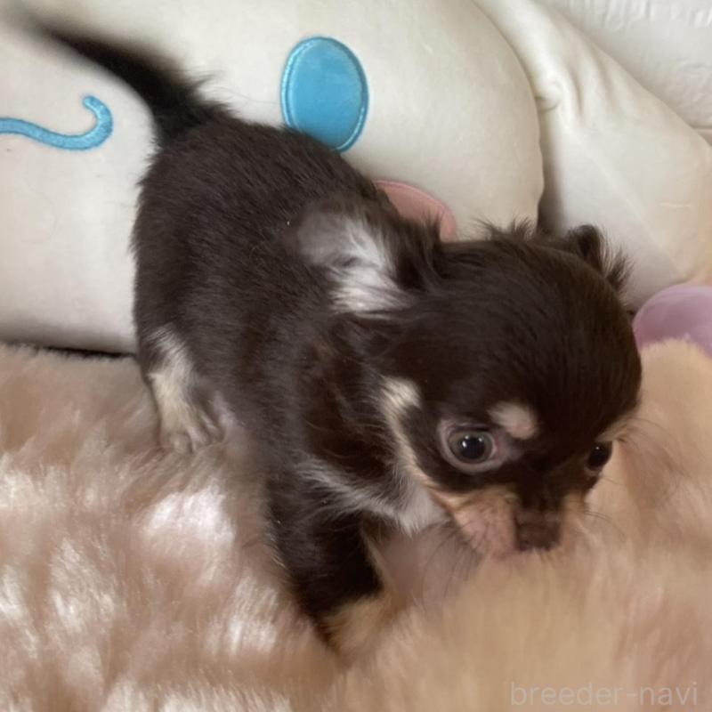 販売中の群馬県のチワワ(ロングコート)-445050の3枚目