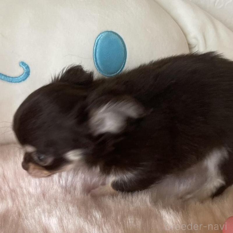 販売中の群馬県のチワワ(ロングコート)-445050の2枚目