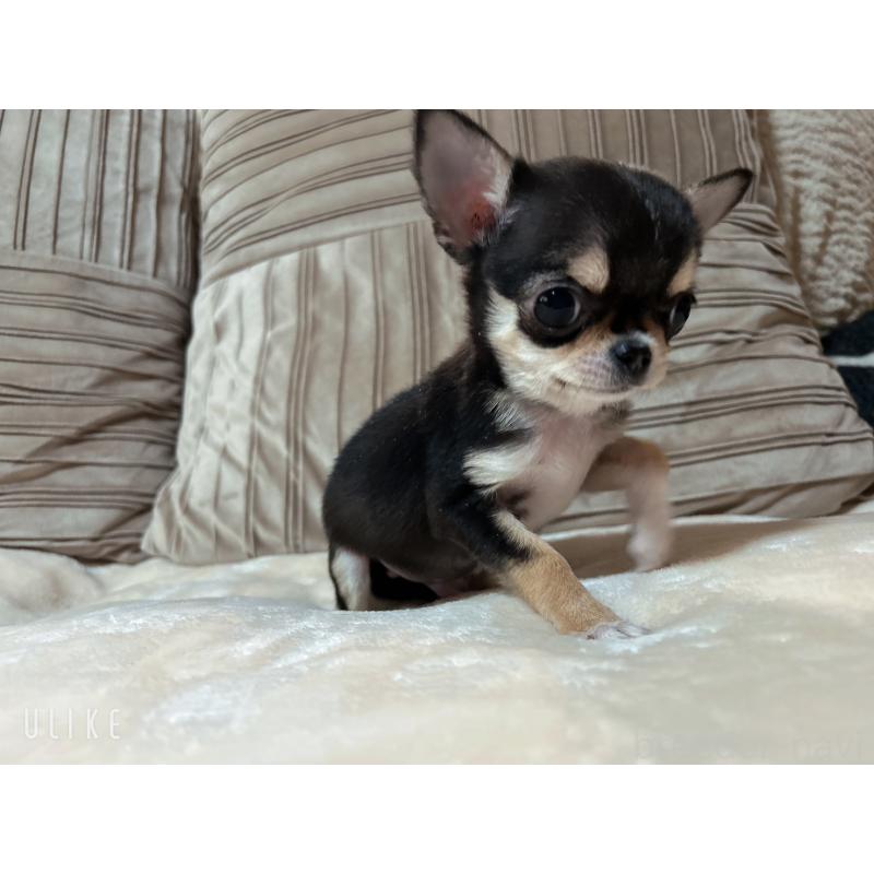 販売中の和歌山県のチワワ(スムースコート)-445049の5枚目