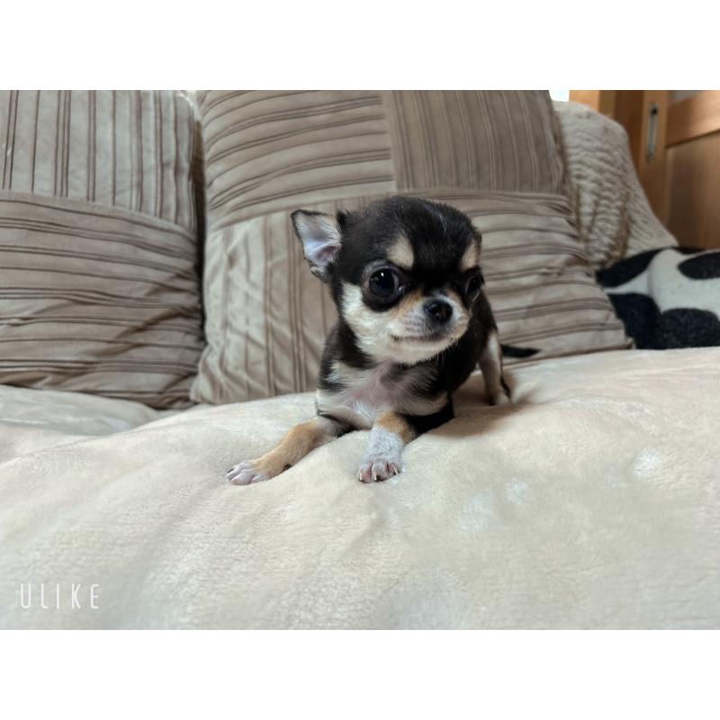 販売中の和歌山県のチワワ(スムースコート)-445049の3枚目