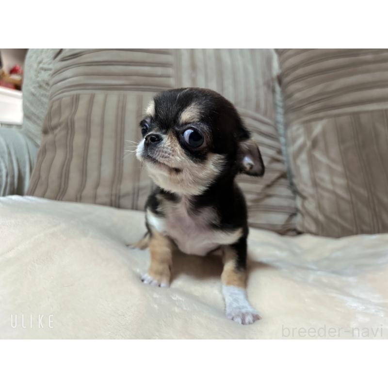 販売中の和歌山県のチワワ(スムースコート)-445049の2枚目