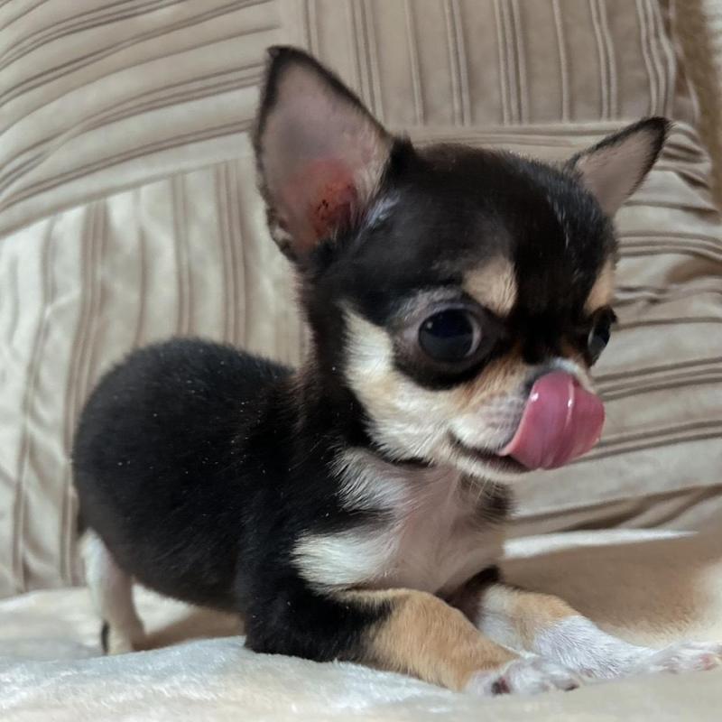 販売中の和歌山県のチワワ(スムースコート)-445049の1枚目