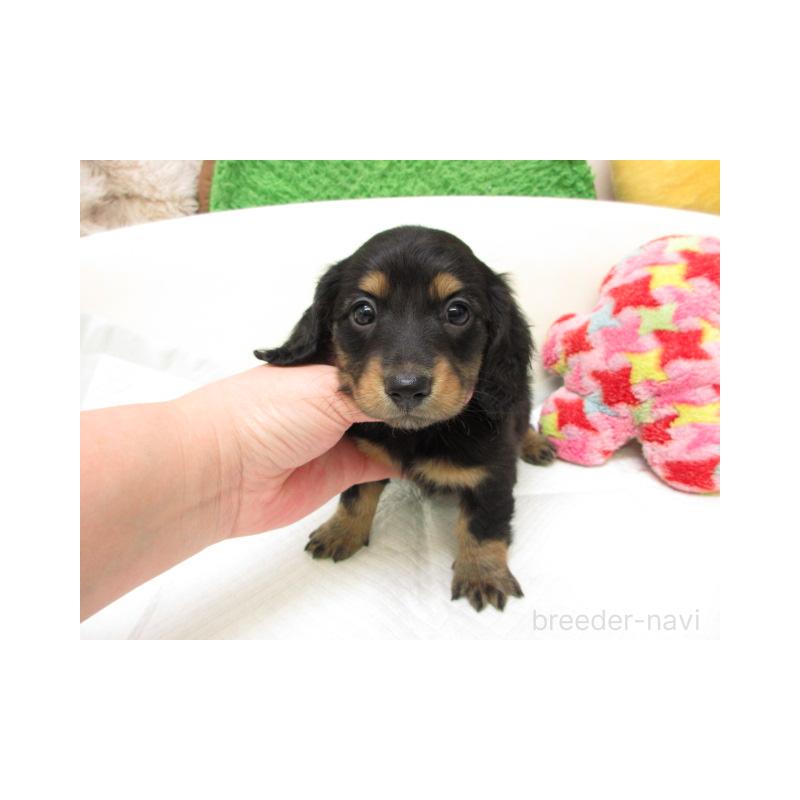 販売中の大阪府のミニチュアダックスフンド(ロングヘアード)-445052