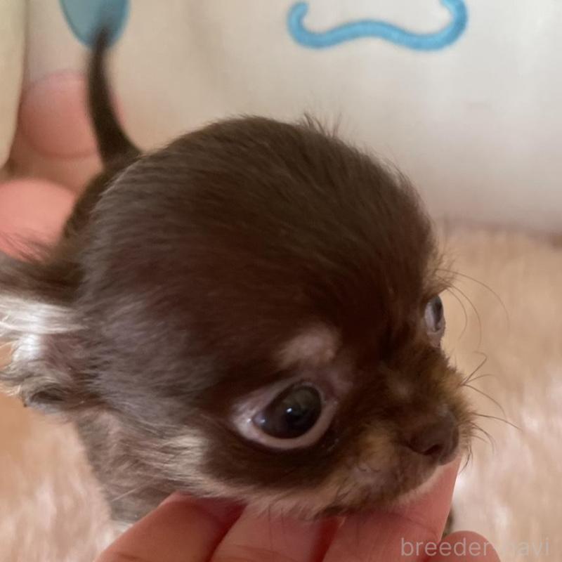 販売中の群馬県のチワワ(ロングコート)-445053の5枚目