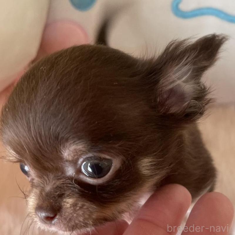 販売中の群馬県のチワワ(ロングコート)-445053の3枚目