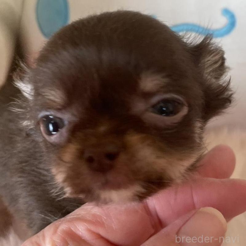 販売中の群馬県のチワワ(ロングコート)-445053の2枚目