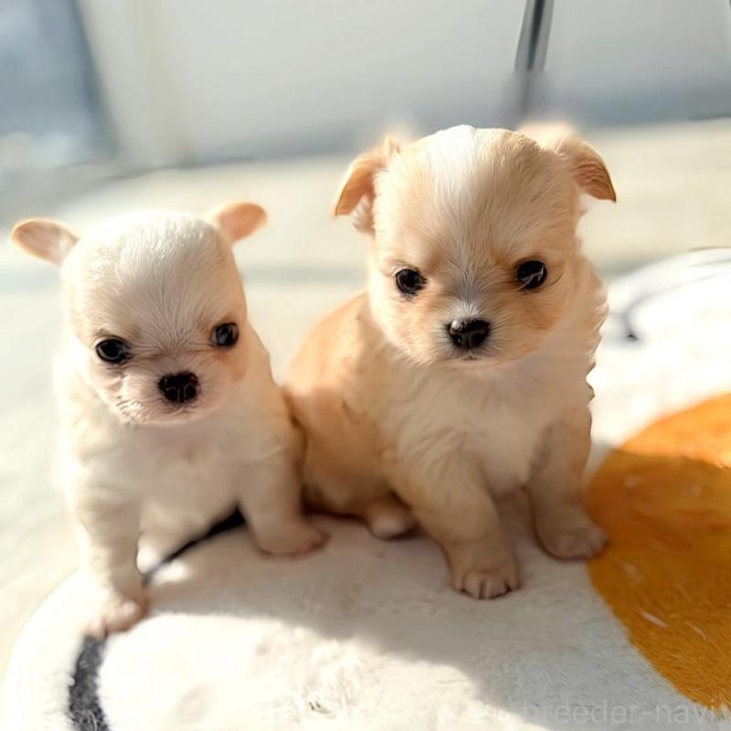 販売中の兵庫県のチワワ(ロングコート)-445055の4枚目