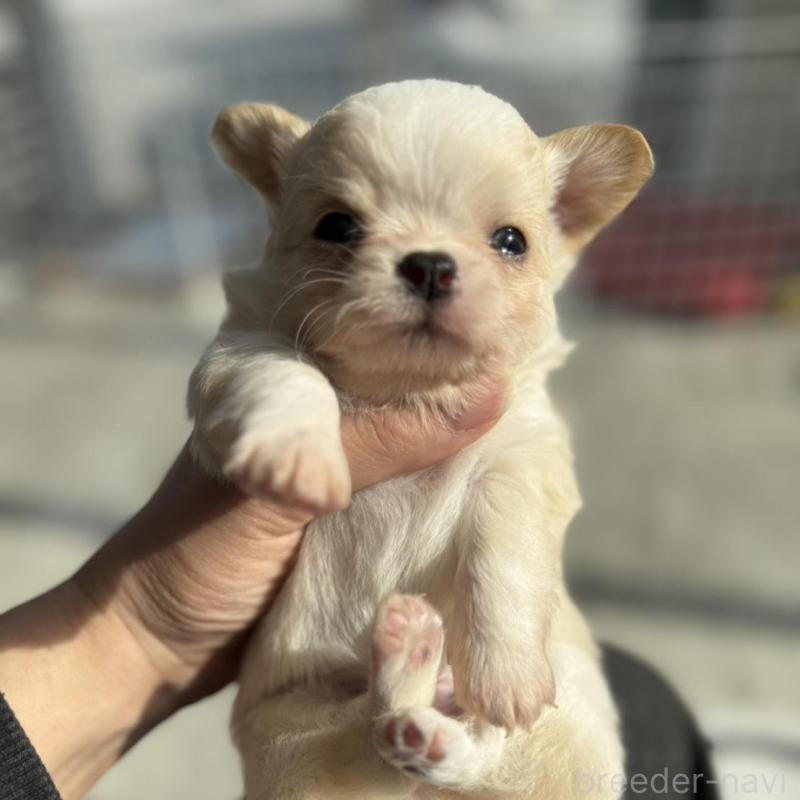 販売中の兵庫県のチワワ(ロングコート)-445055の3枚目