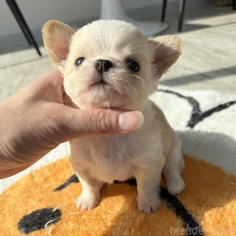 販売中の兵庫県のチワワ(ロングコート)-445055の2枚目