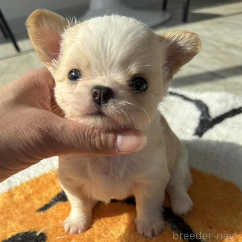 販売中の兵庫県のチワワ(ロングコート)-445055