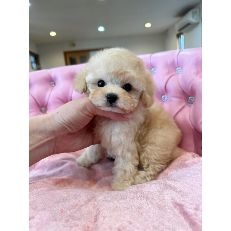 販売中の茨城県のティーカッププードル-445056の3枚目